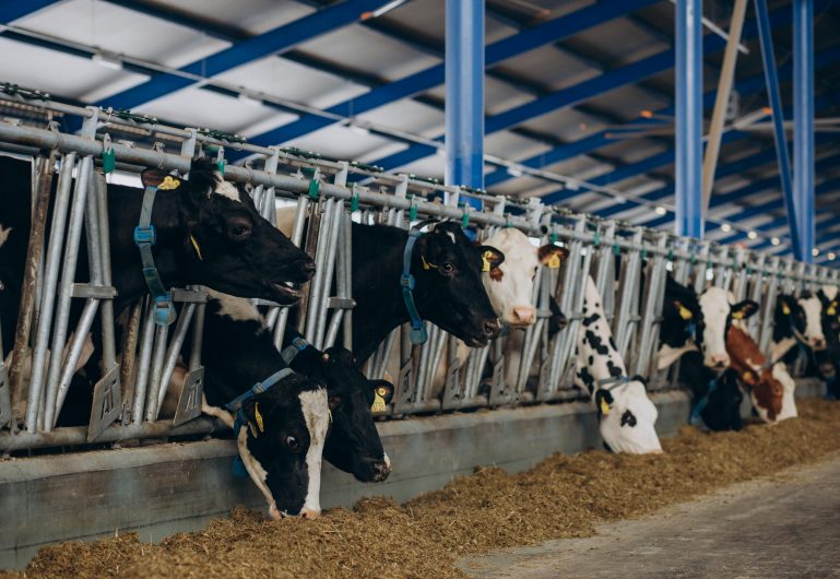 VÍDEO: Como a qualidade dos alimentos garante uma produção melhor e segura