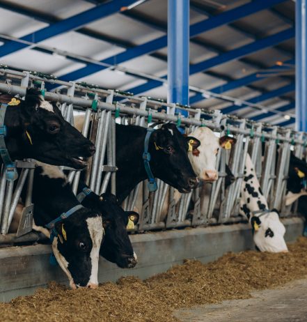 VÍDEO: Estruturas de manejo como aliadas do conforto animal