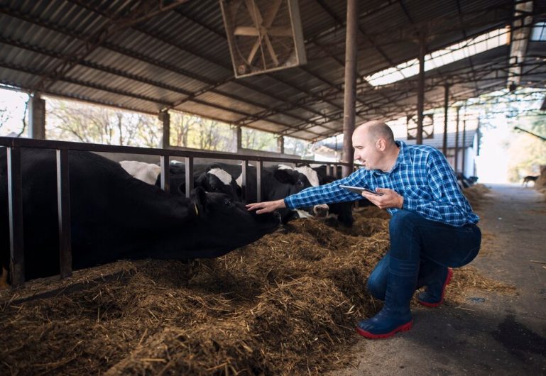 VÍDEO: Medo e estresse não fazem bem pra ninguém, nem para as vacas