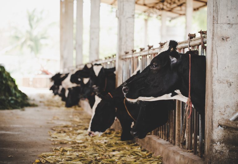 VÍDEO: O que NÃO oferecer na alimentação animal