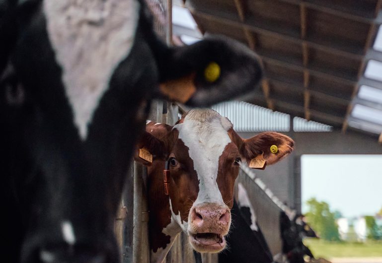 QUALIFICA: uma marcação adequada dos animais garante mais qualidade