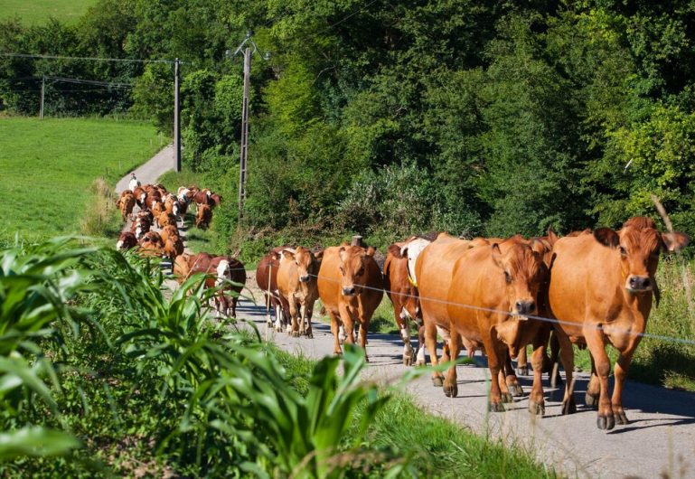 VÍDEO: como monitorar e prevenir problemas de locomoção das vacas