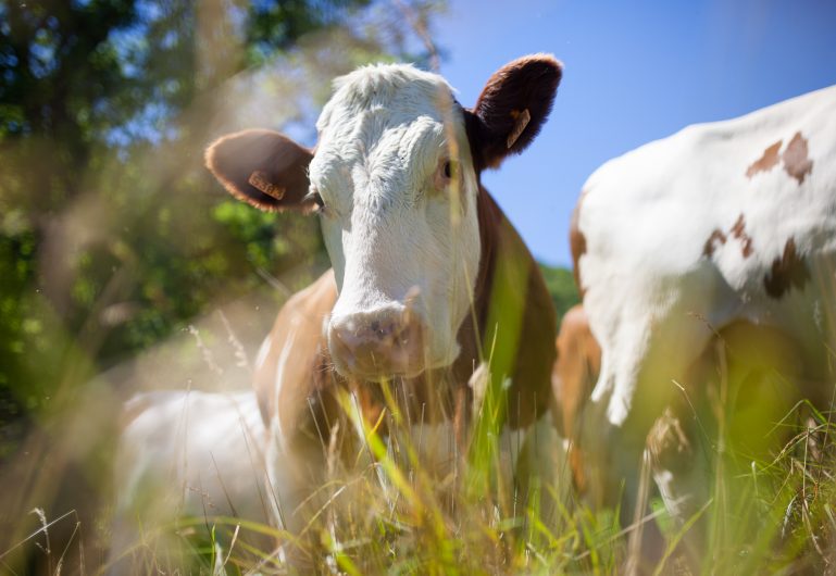 QUALIFICA: Bem-estar animal e qualidade andam de mãos dadas