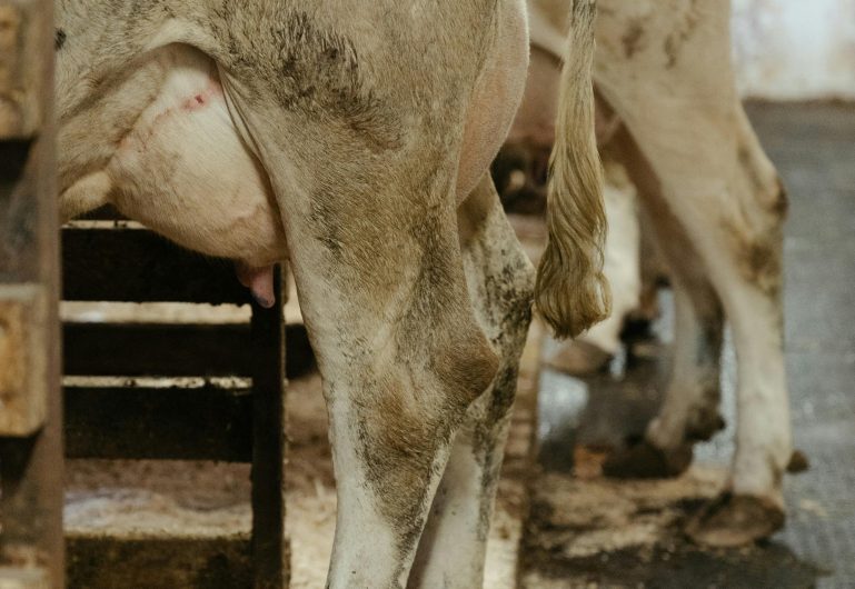 VÍDEO: Fique atento: Lesões comprometem o conforto e rendimento dos animais