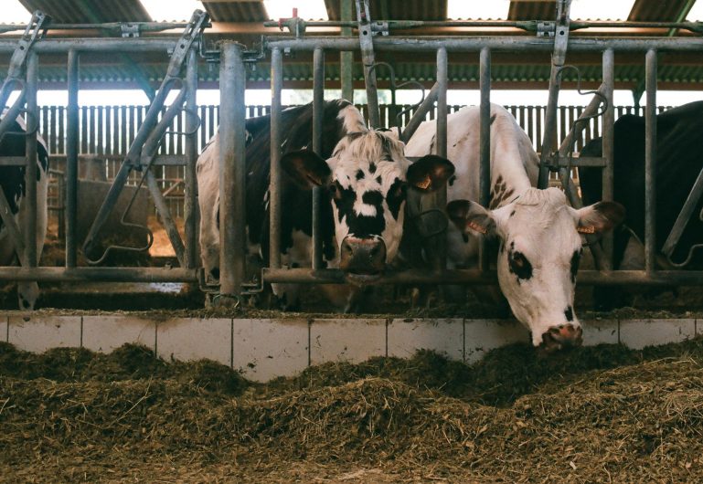 QUALIFICA: Fique atento a quais alimentos está oferecendo ao rebanho