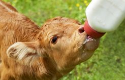 Como o Lactech promove uma nutrição otimizada das suas bezerras