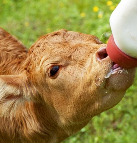 Como o Lactech promove uma nutrição otimizada das suas bezerras