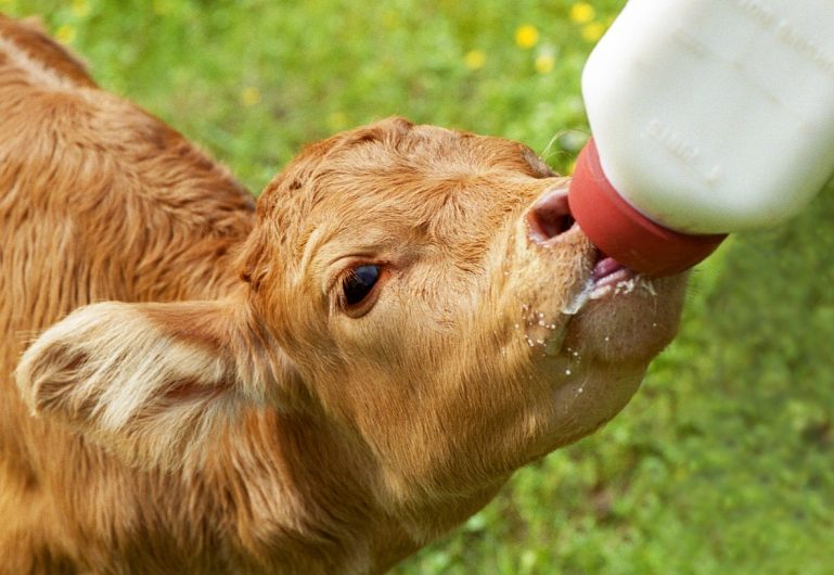 Como o Lactech promove uma nutrição otimizada das suas bezerras