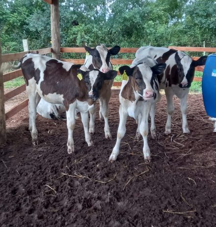 Como o sucedâneo representa mais dinheiro para o produtor