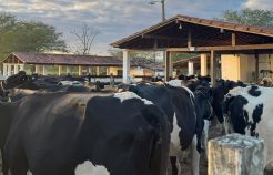 Quando continuar é vencer: a história inspiradora de uma família nordestina na produção leiteira