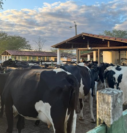 Quando continuar é vencer: a história inspiradora de uma família nordestina na produção leiteira
