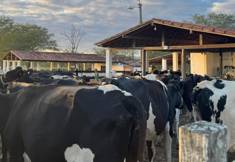 Quando continuar é vencer: a história inspiradora de uma família nordestina na produção leiteira