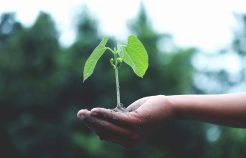 Como o sucedâneo lácteo contribui para a sustentabilidade