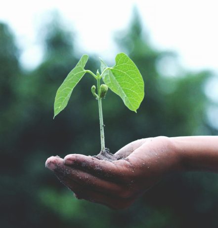 Como o sucedâneo lácteo contribui para a sustentabilidade